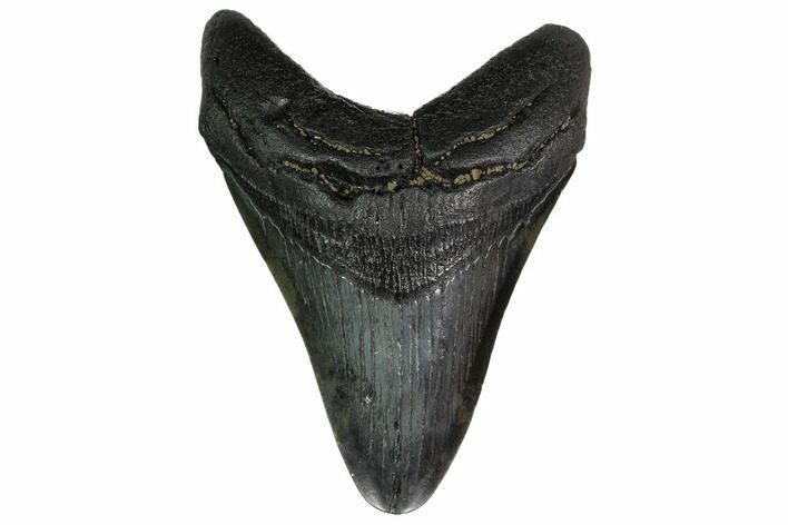 Fossil Megalodon Tooth - Georgia #151529